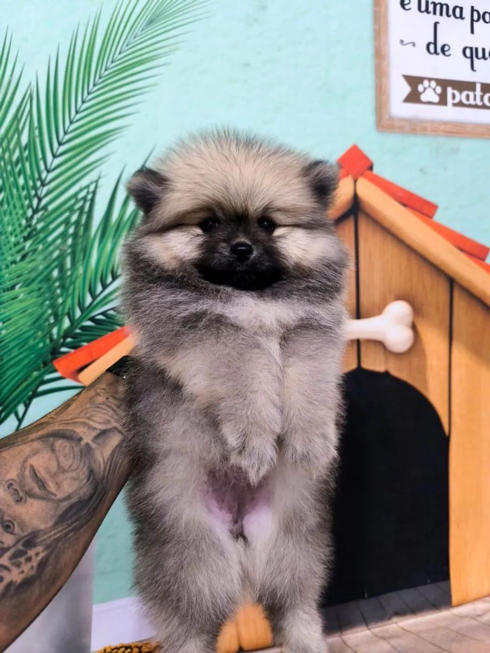 Spitz alemão 