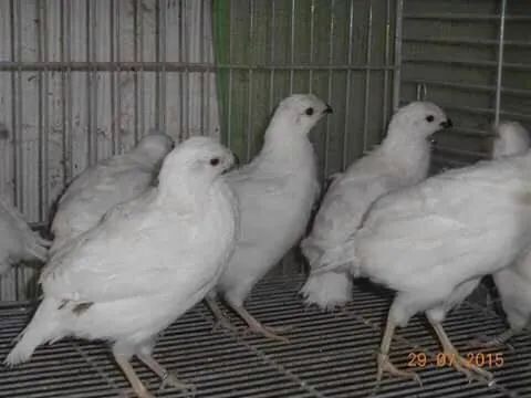 Adquira já  - Foto 5