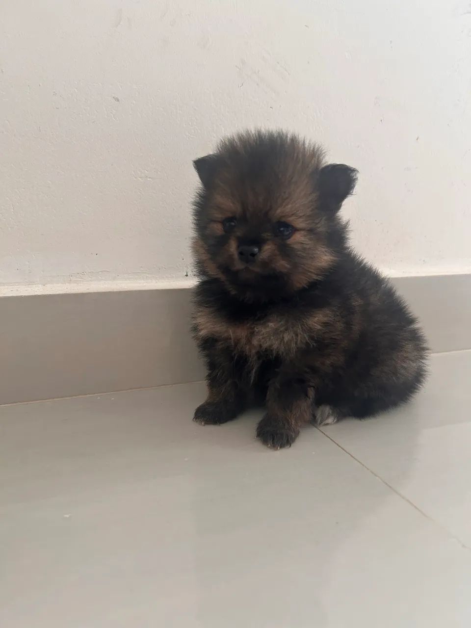 Pet  - Foto 2