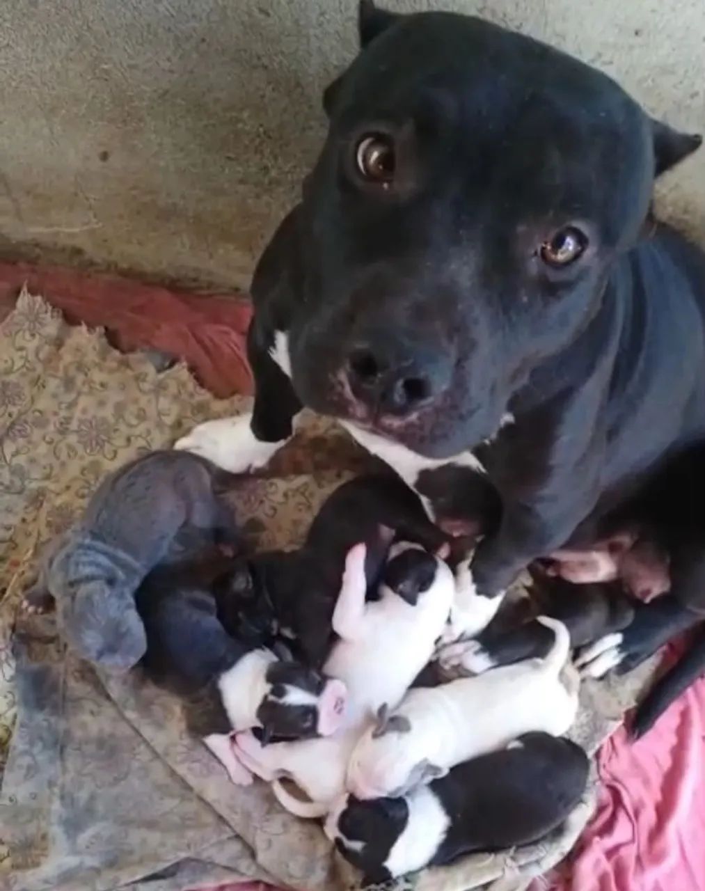 Filhotes de American Bully. Contato * - Foto 2