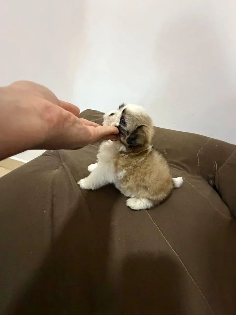 Shitzu filhote Macho 