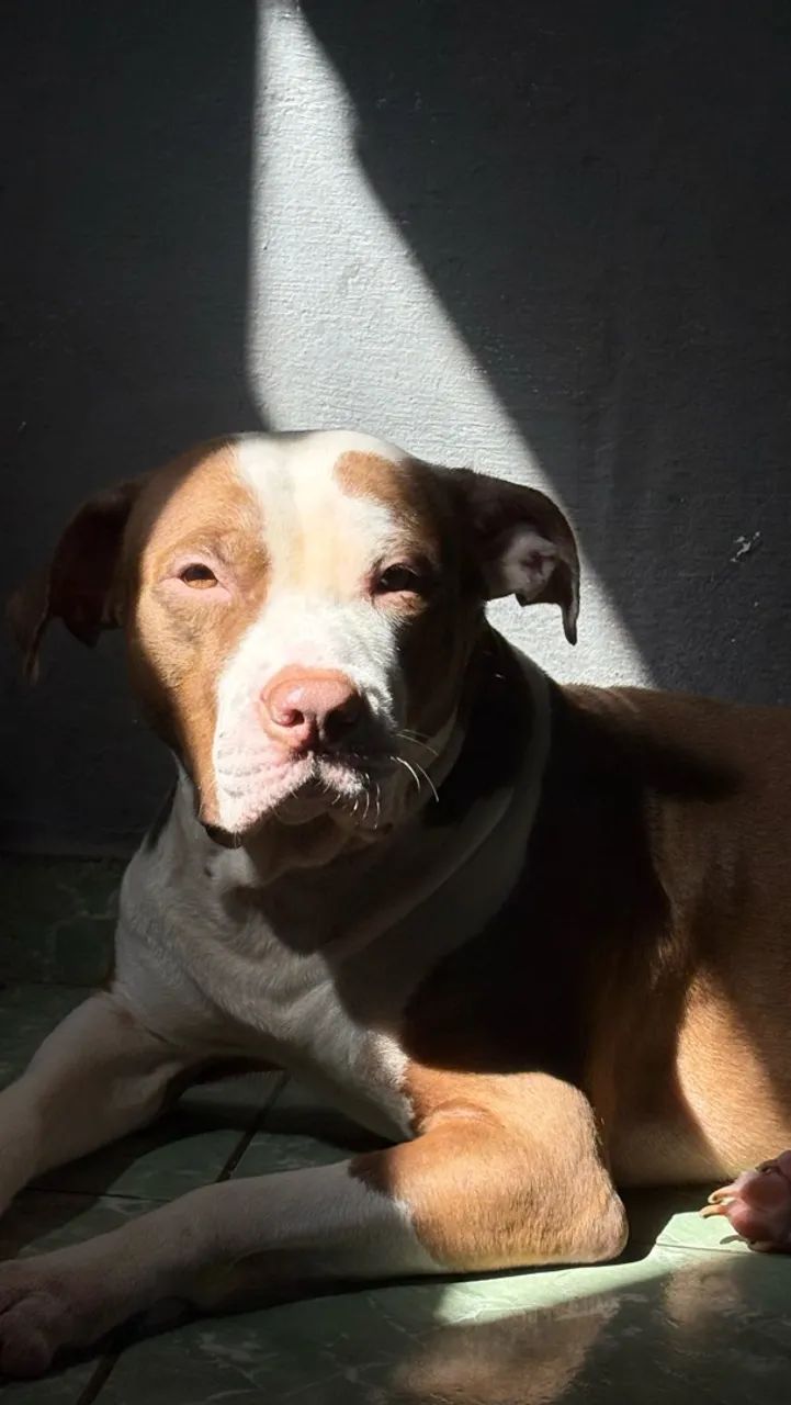 Doação de pet  - Foto 4