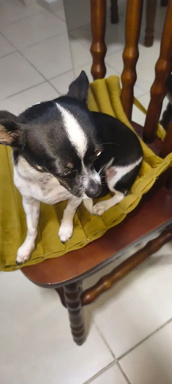 Chihuahua Macho - Foto 4