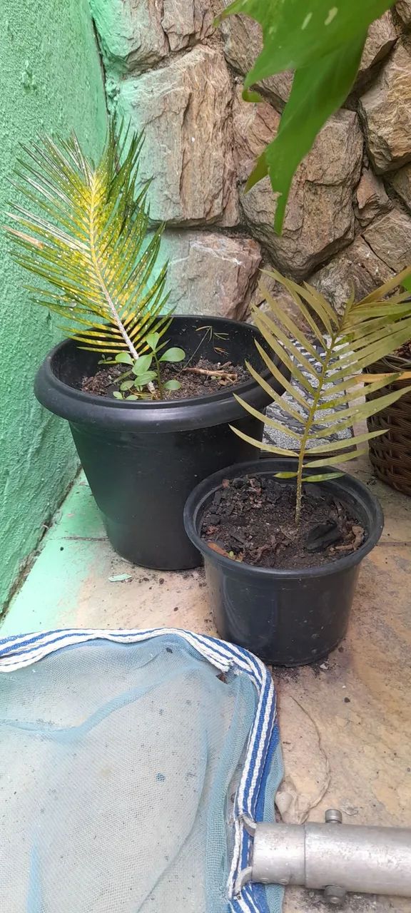 MUDA DE PLANTA SAGU