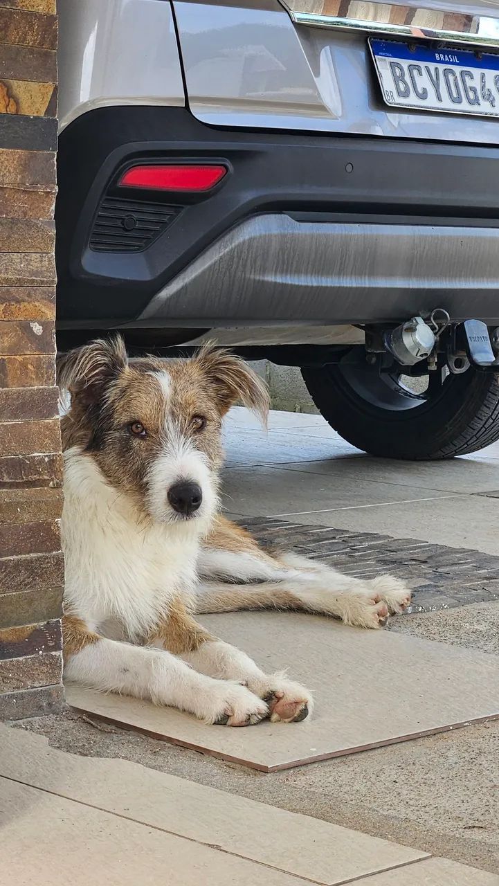 DOAÇÃO DE CACHORRO  - Foto 4