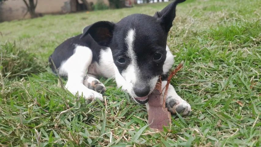 Pincher 1 - Foto 3