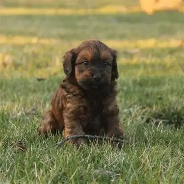 LINDOS PELUDINHOS  - Foto 3