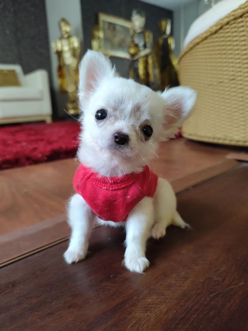 Chihuahua de pêlo longo
