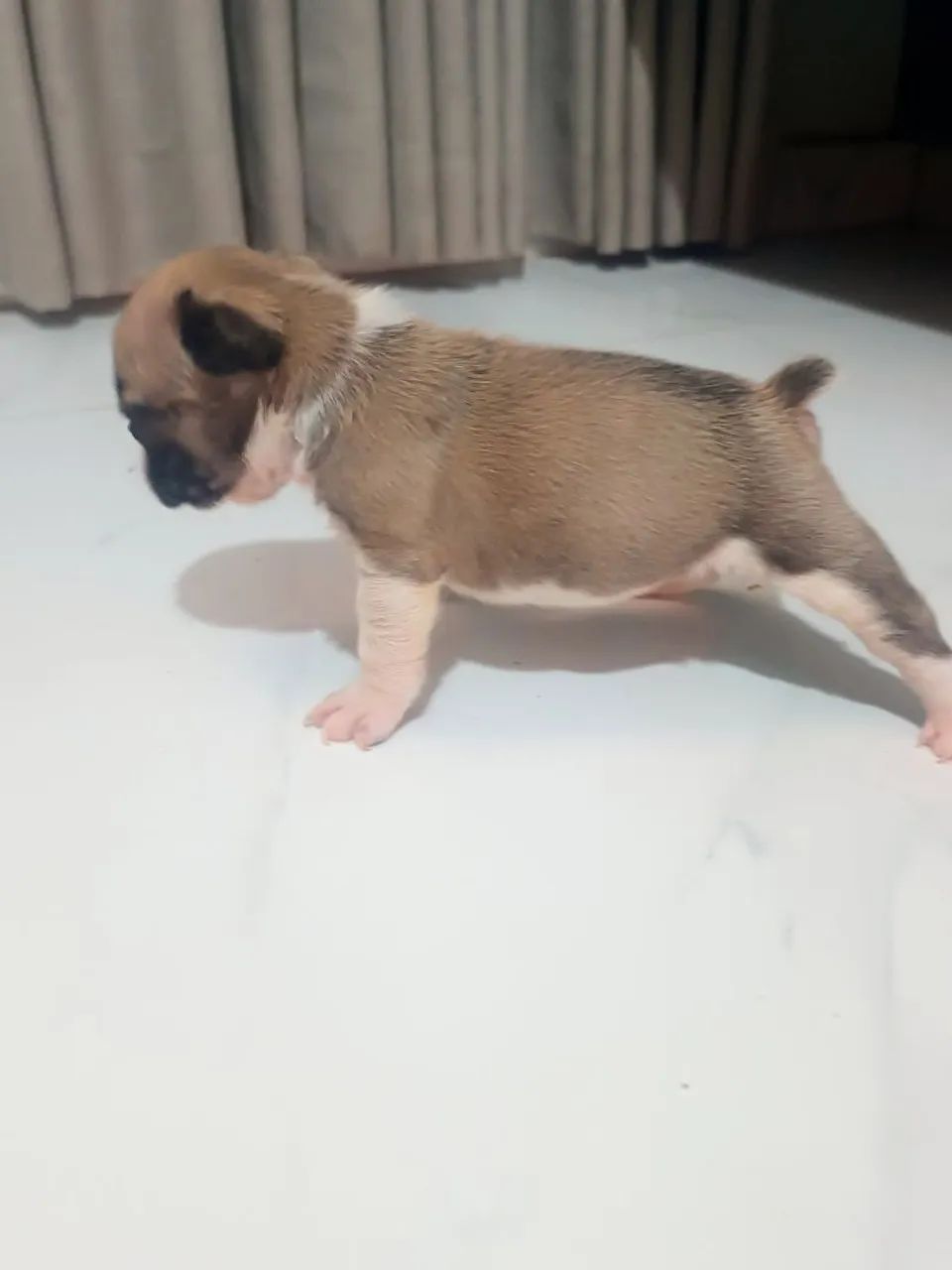 Bulldog francês  - Foto 4