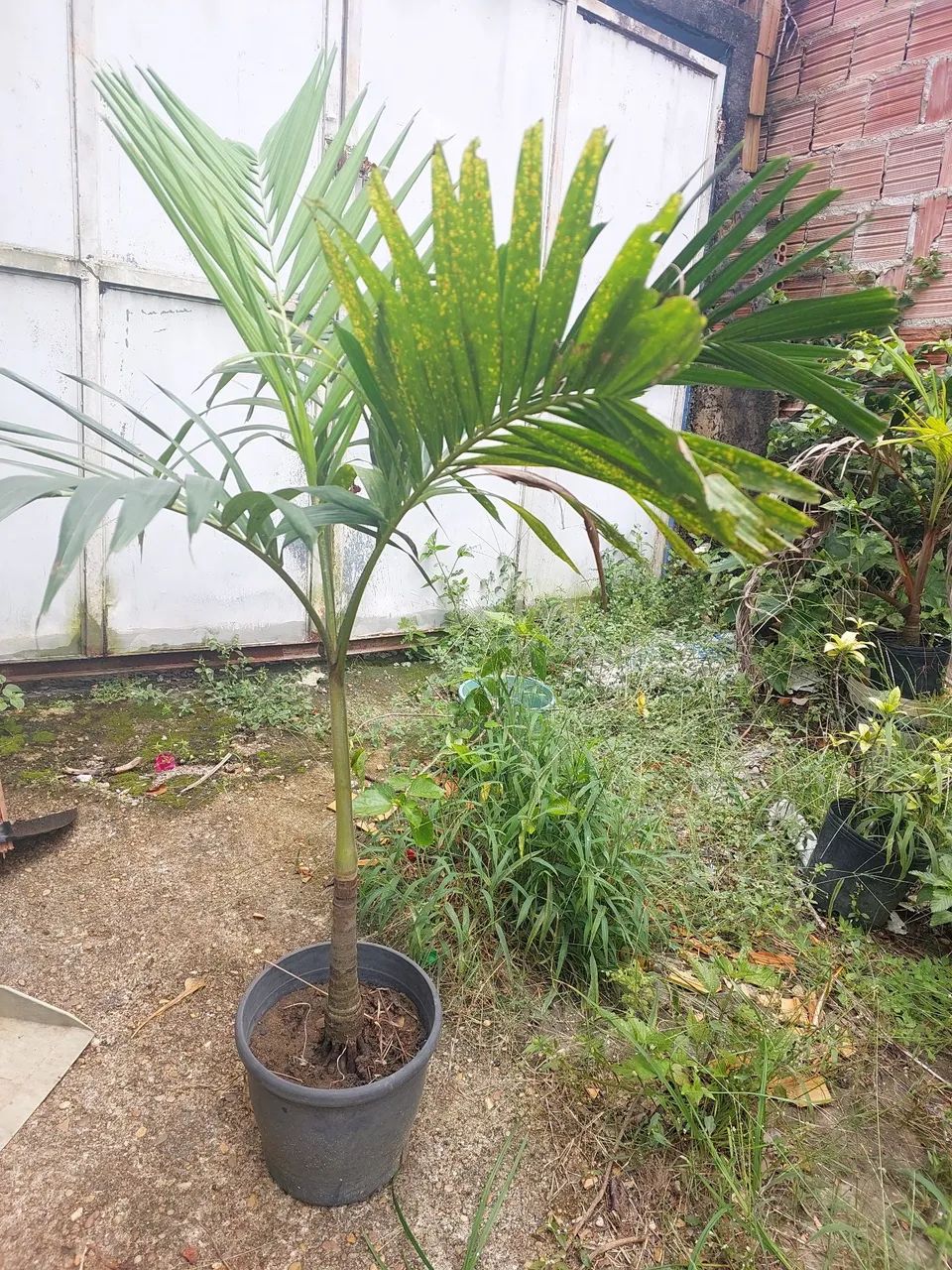 Mini palmeira  - Foto 2