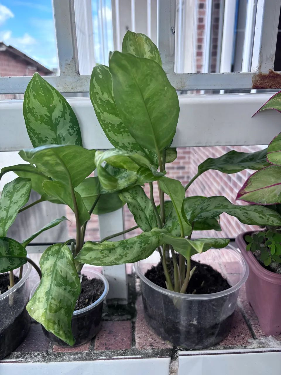 Aglaonema