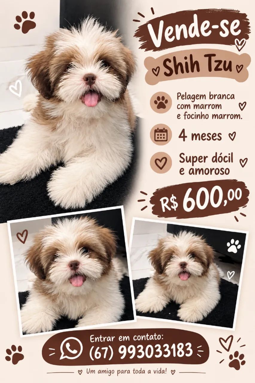 Shihtzu filhote