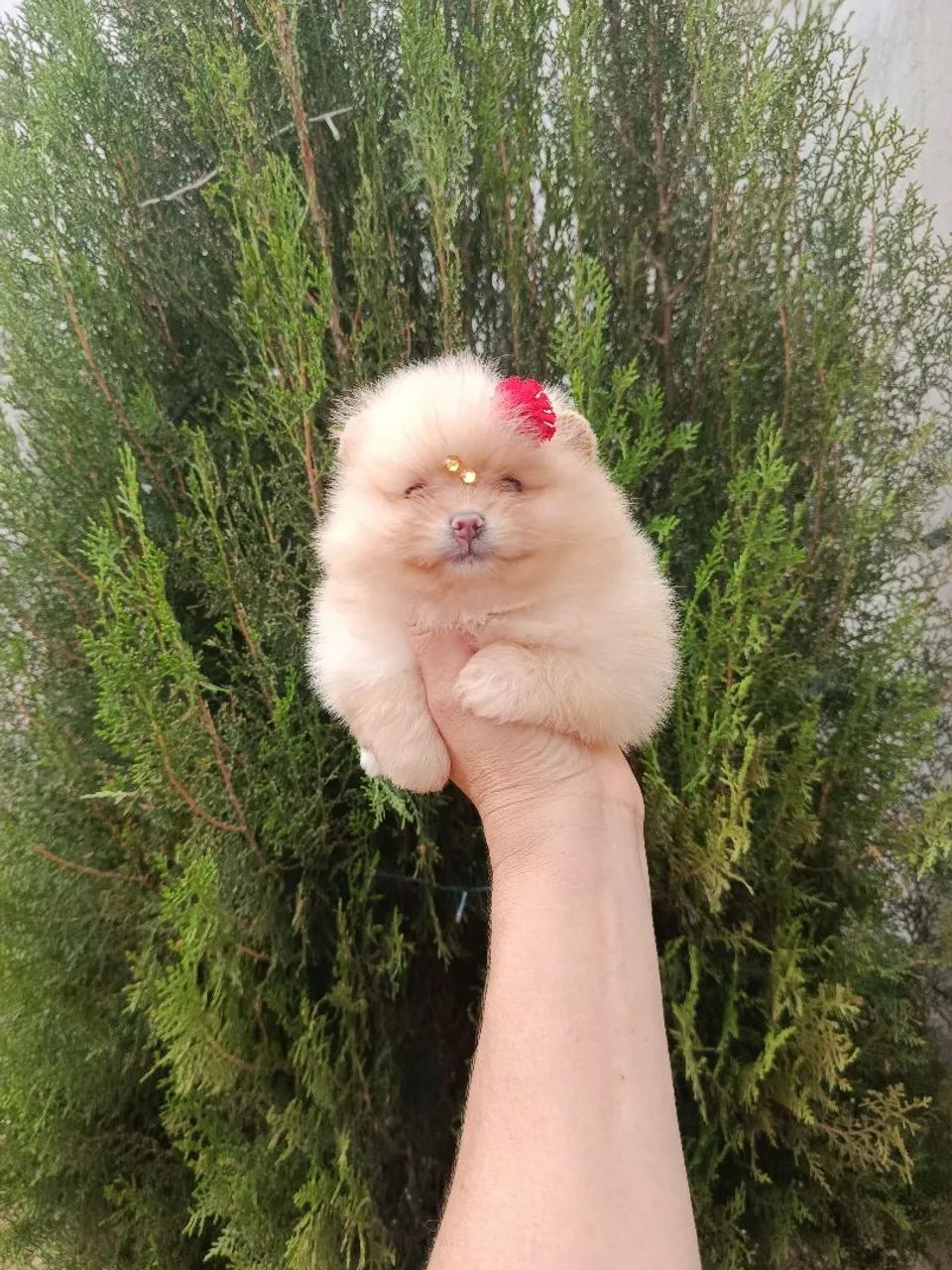 Spitz - Foto 4