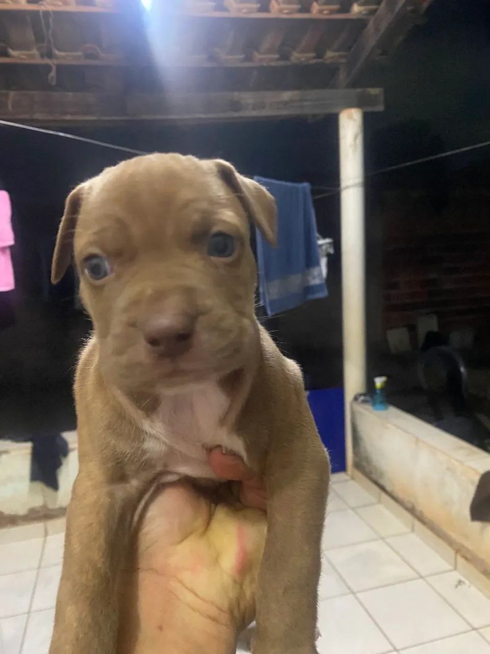 Filhote pitbull  - Foto 5