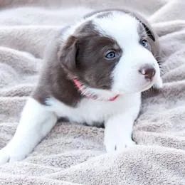 Border Collie,Border Collie Filhote Linda Linhagem Disponível