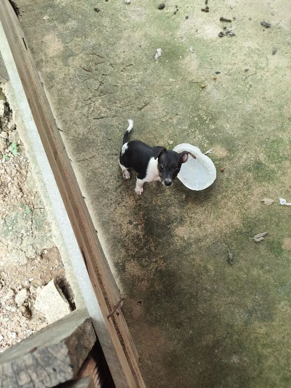 Vendo pinscher 450 - Foto 5