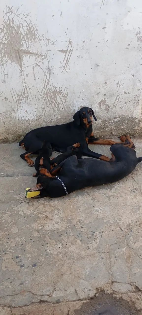 Doberman Europeu  - Foto 3