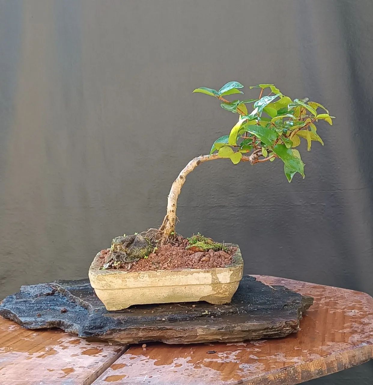 Bonsai pitanga  - Foto 2