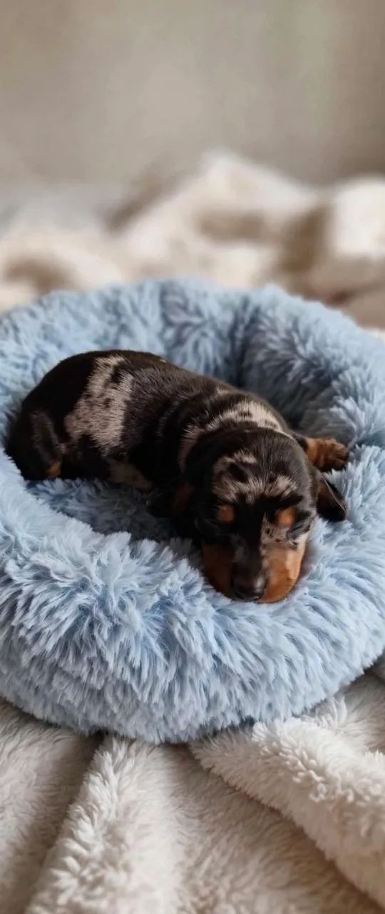 Dachshund fêmea e macho - Foto 2