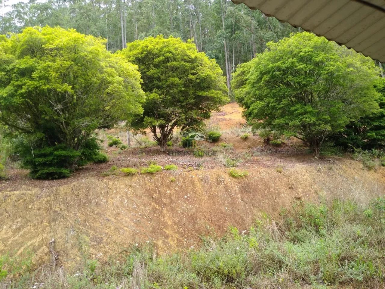 Sítio bom com casa e 26 hectares com nascente e eucaliptos. - Foto 4