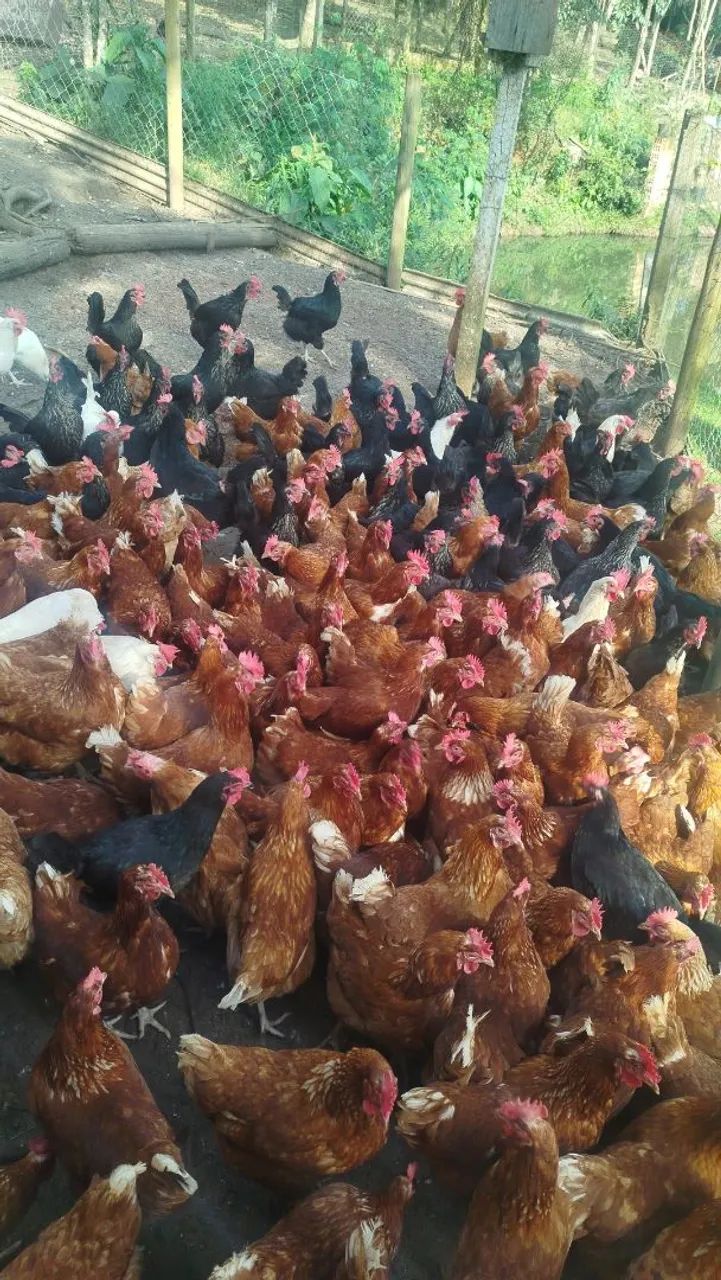 Galinhas  - Foto 4