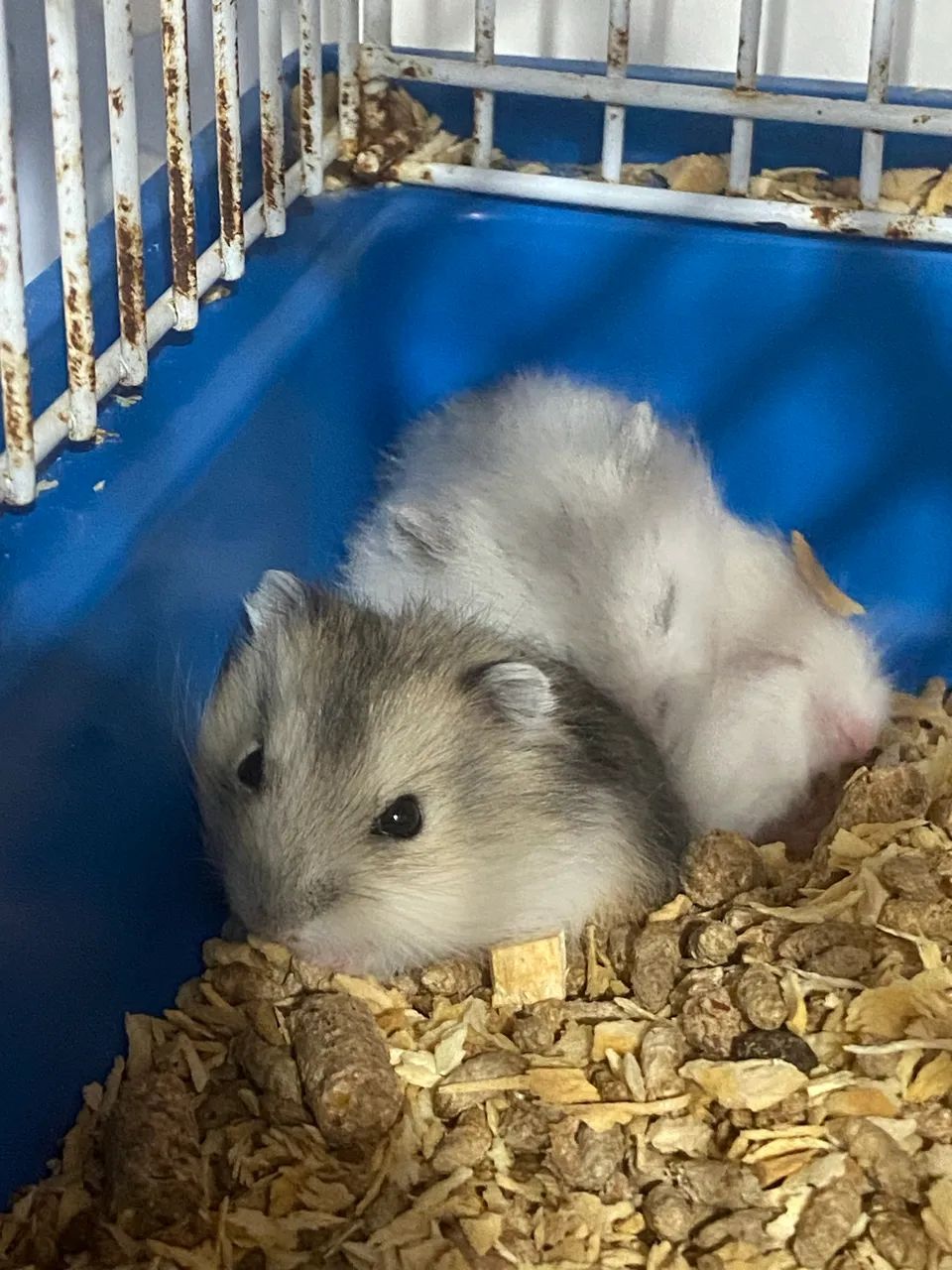 Hamster anão russo 65581384719234122