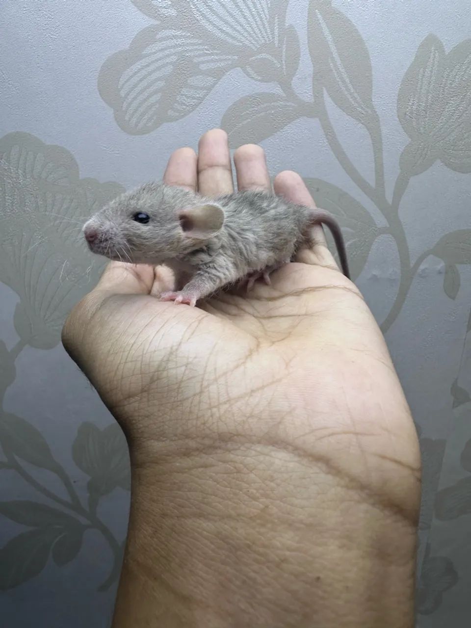 Rato Twister rex  - Foto 5
