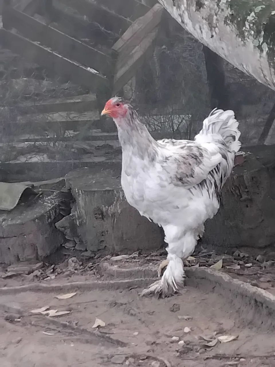 Frango Brahma - Foto 5