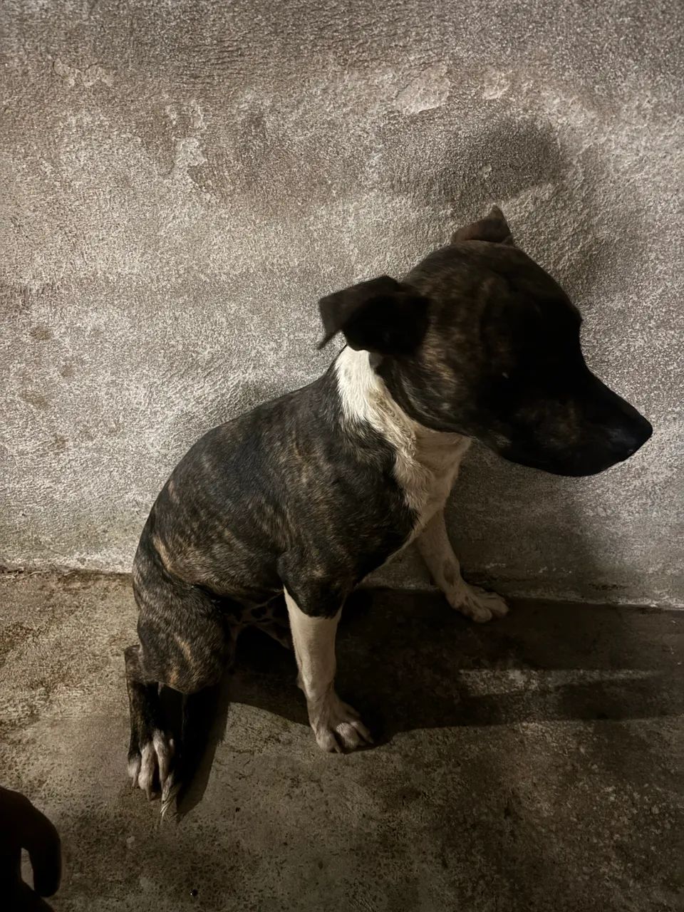 Pitbull com america bully