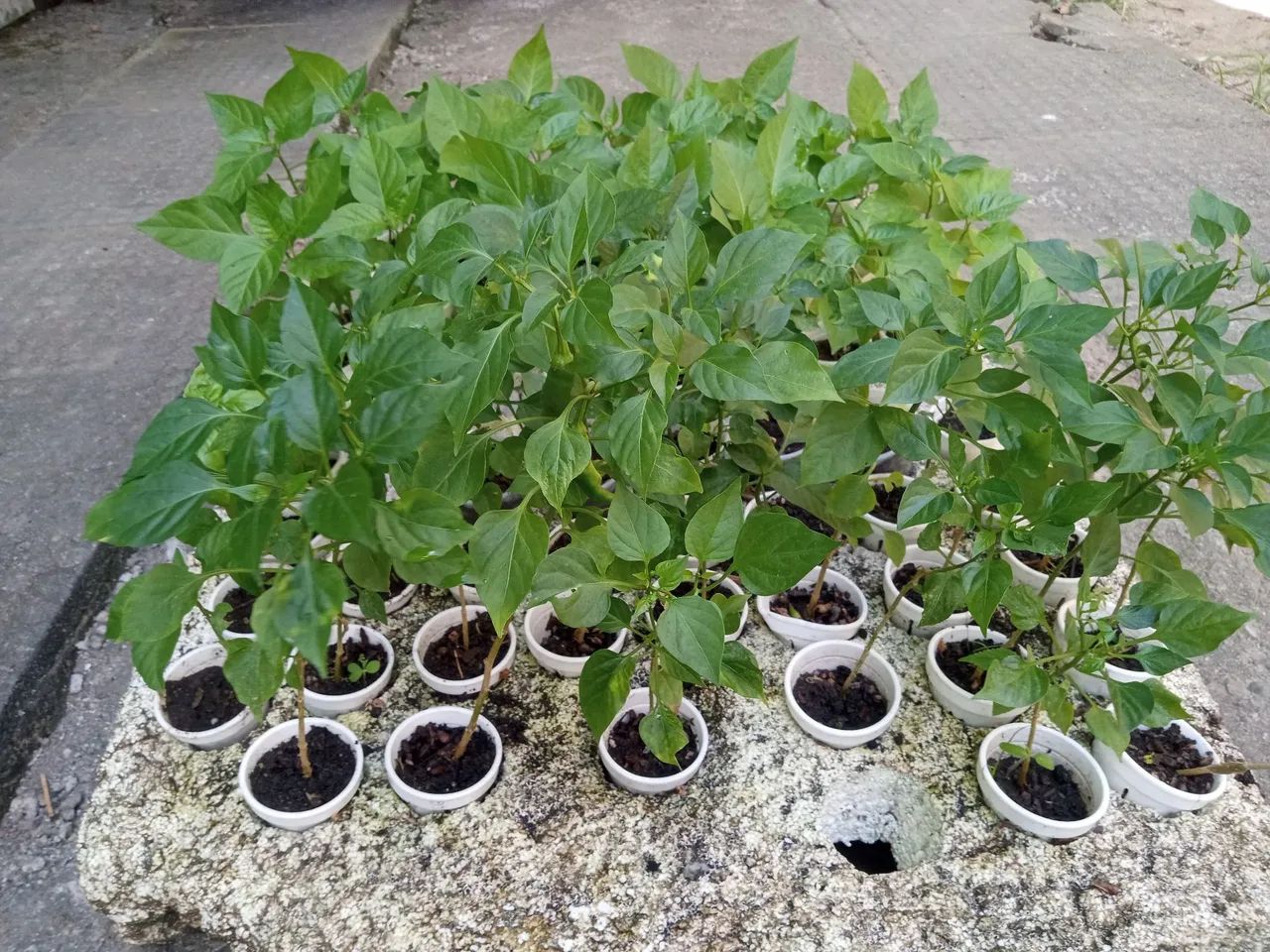Hidroponia  - Foto 5