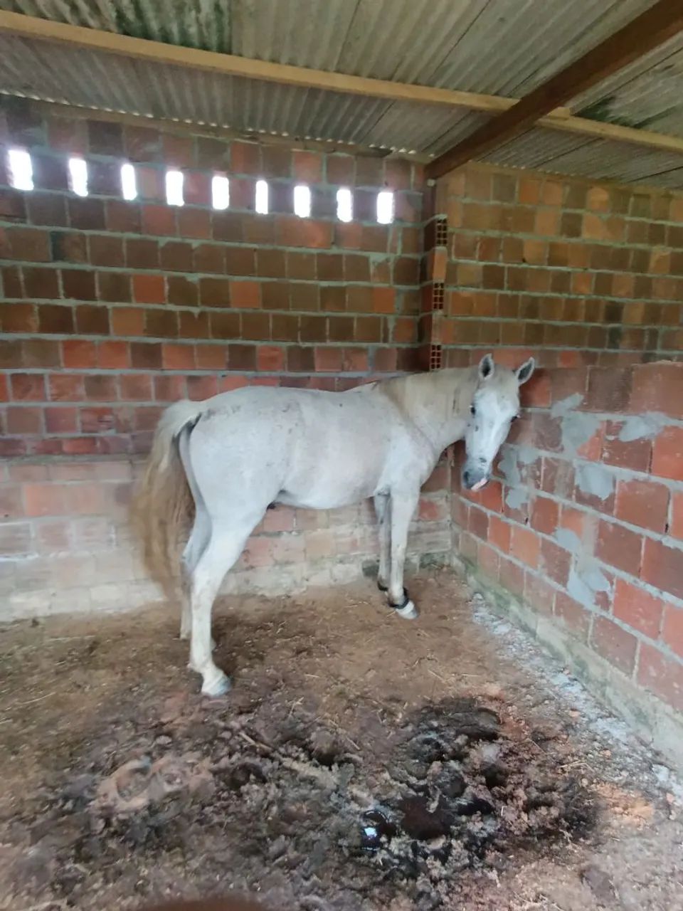 Cavalo 
