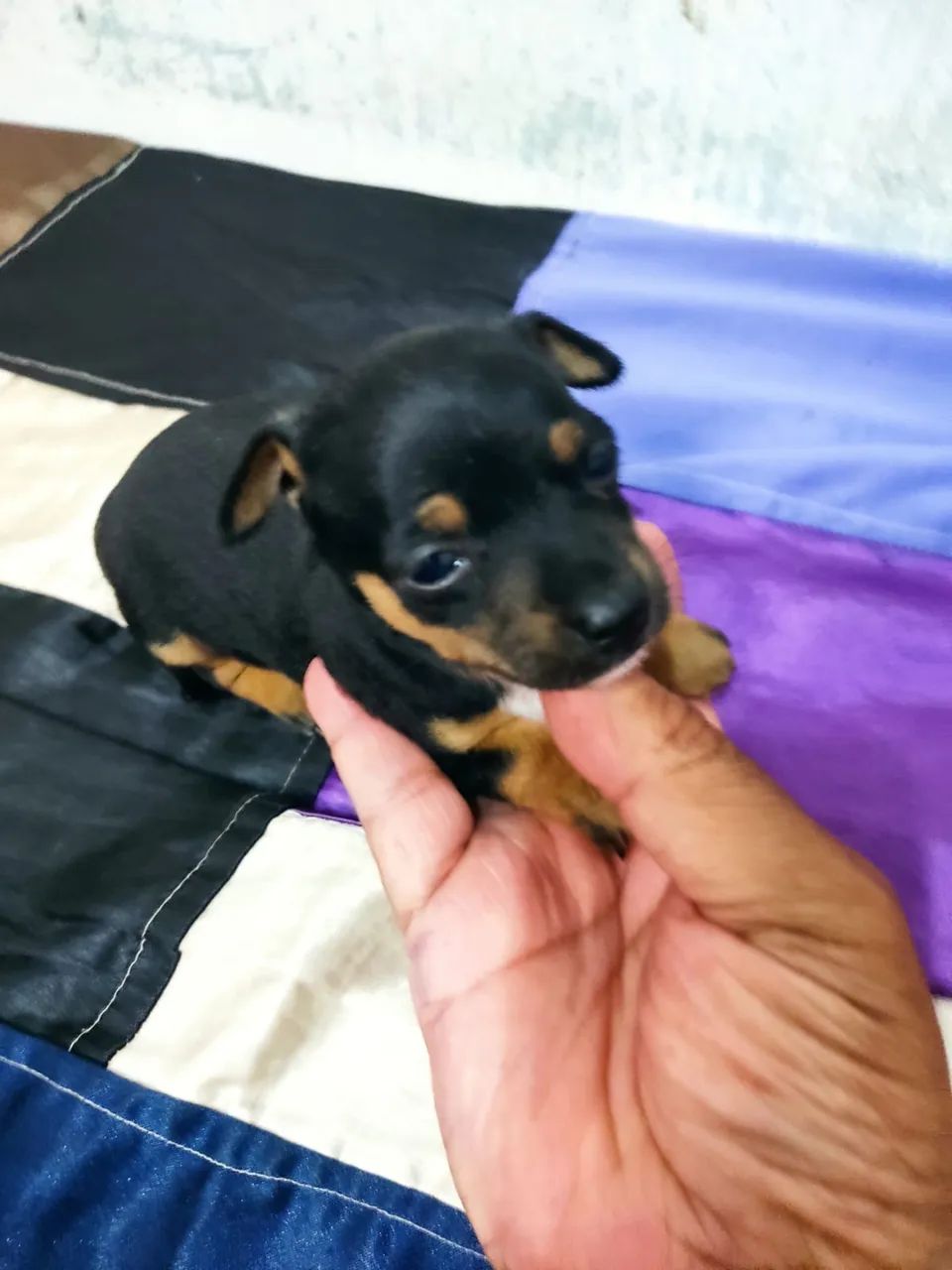 Vendo Pincher macho  - Foto 3