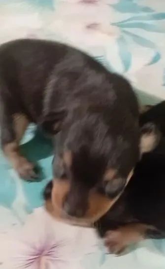 filhote de pinscher  - Foto 2