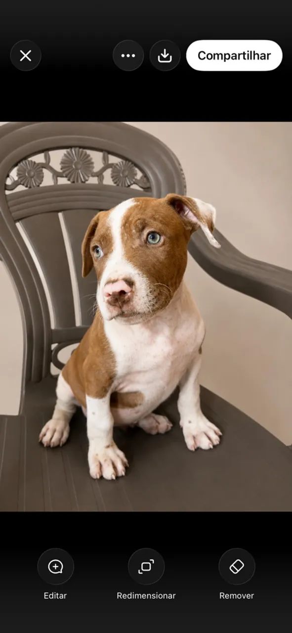Pitbull 100 % PURO  - Foto 2