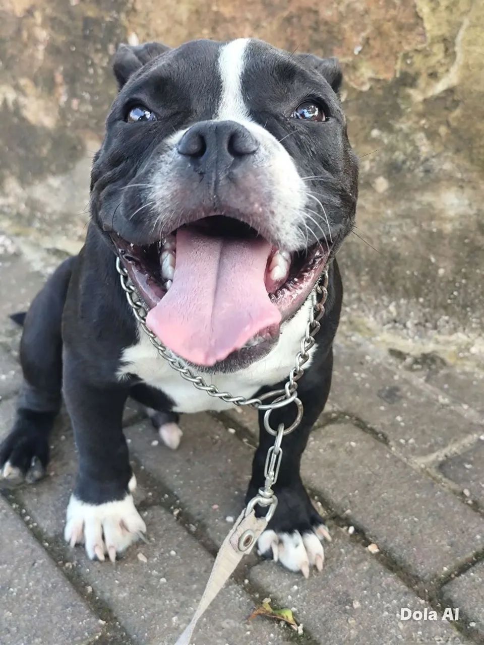 American Bully