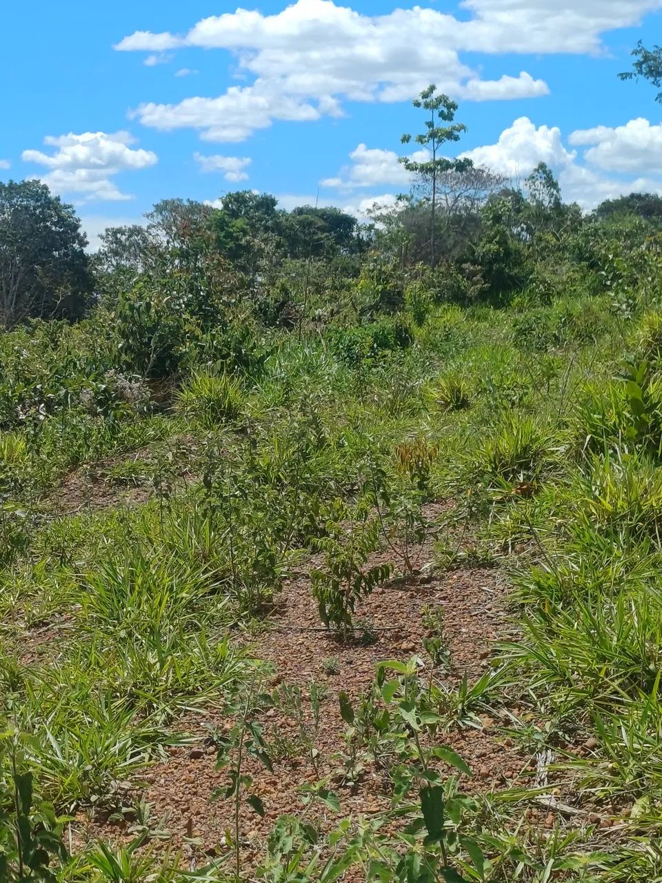 Vende-se chácara próximo a planalmira  - Foto 4
