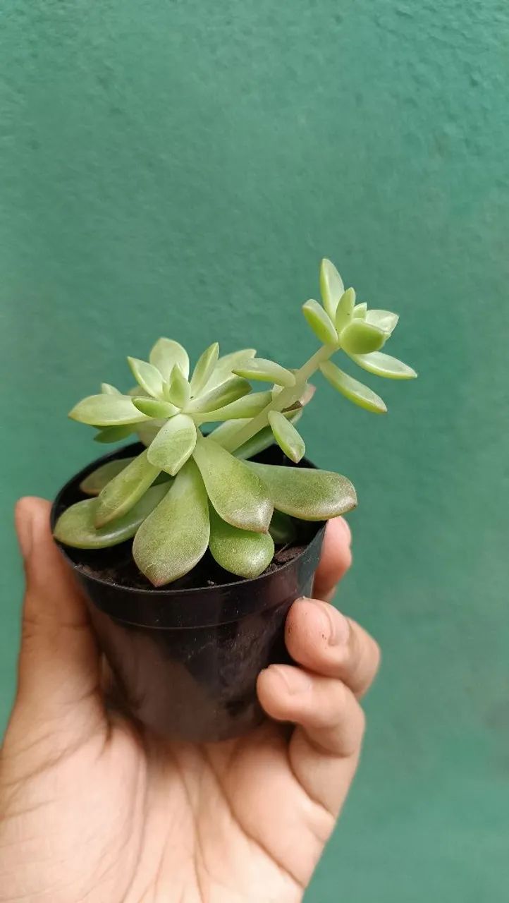 Suculentas plantas  - Foto 5