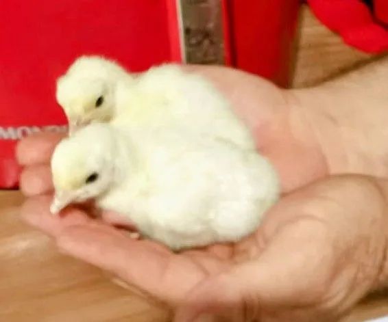 Vendo lindo casal de perus branco  - Foto 6