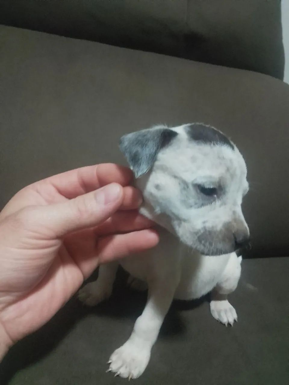 Filhotes de Pitbull  - Foto 5
