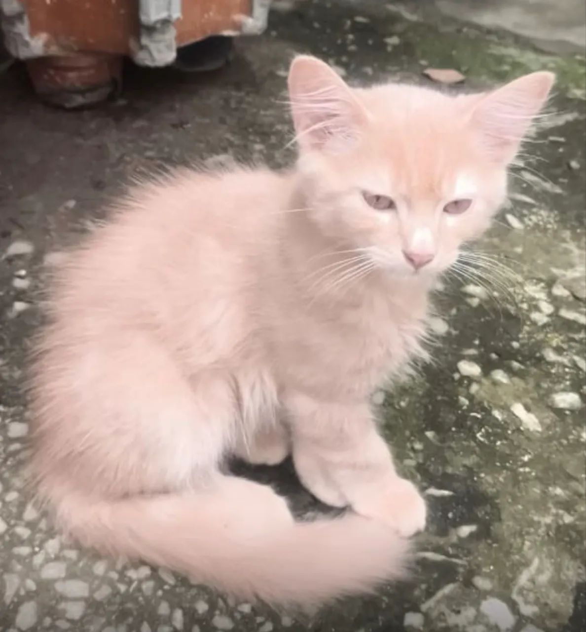 Gatinho dócil  - Foto 3
