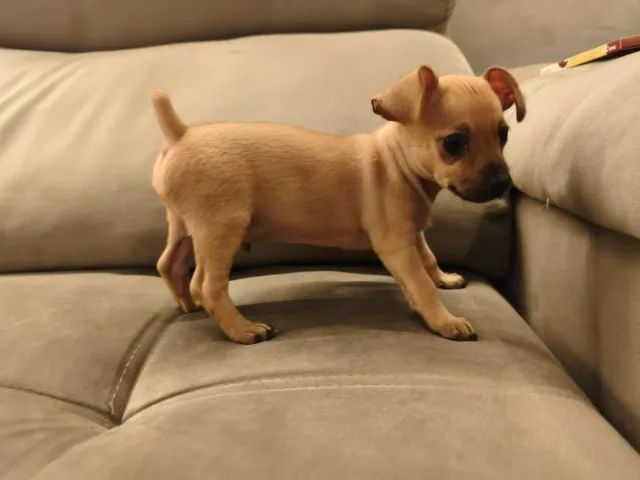 Pinscher  - Foto 5
