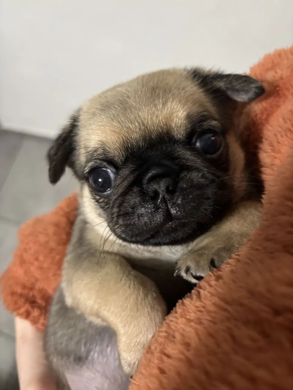 Pug Cachorrinho que pode mudar sua busca de rumo