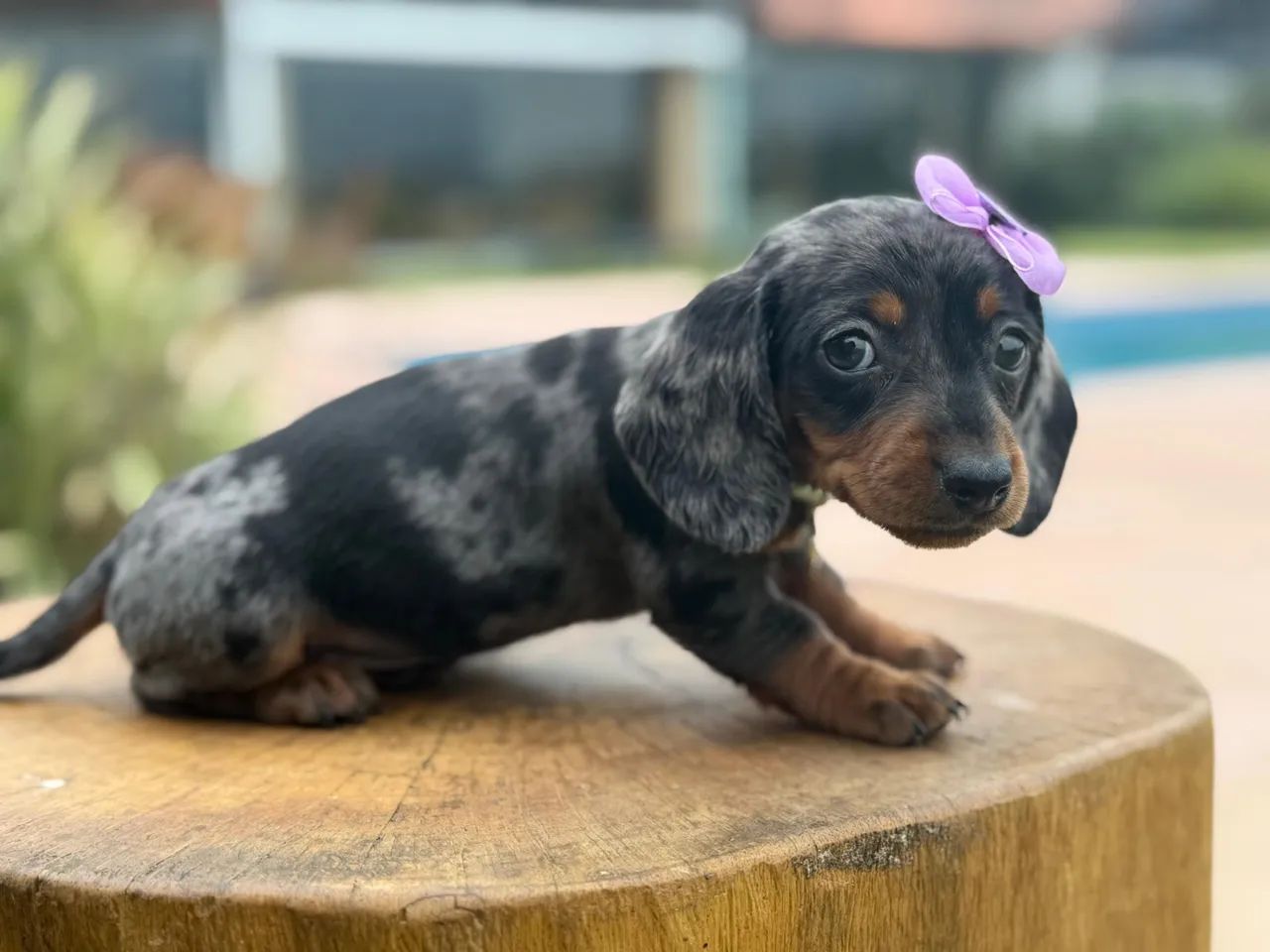 Linguicinha Dachshund  - Foto 5