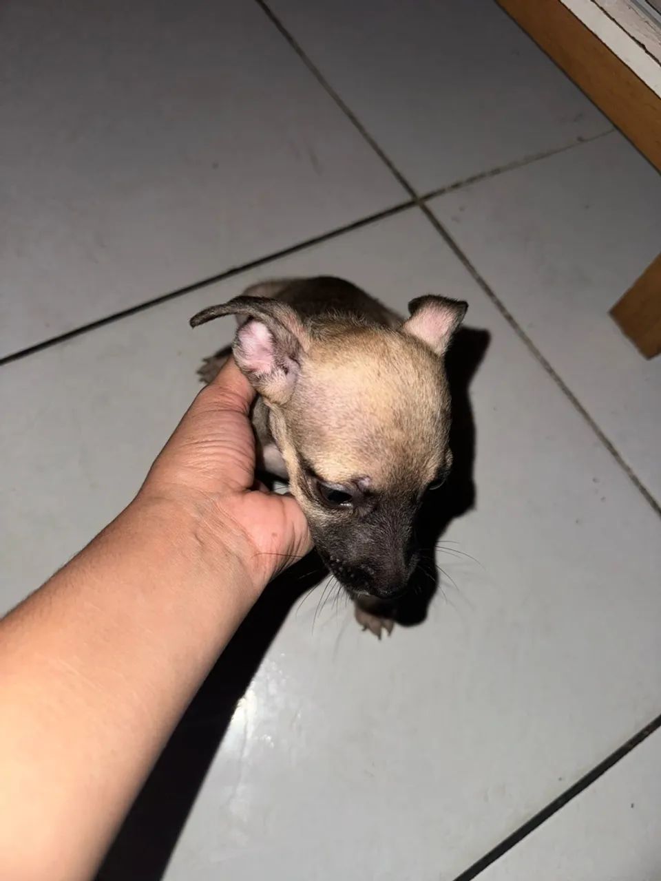 Doação de cachorrinha  - Foto 2