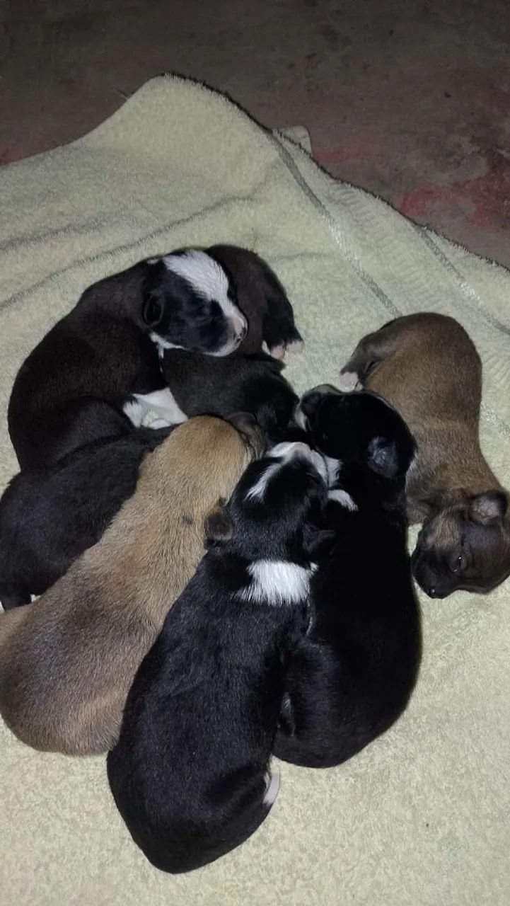 Cachorro que não cresce  - Foto 4