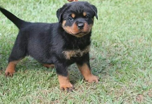 Rottweiler  - Foto 3