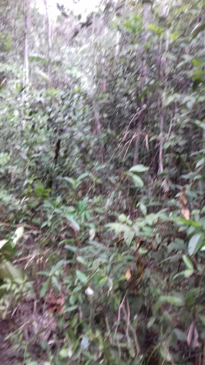 Fazenda de 1500 hectares em Roraima - Foto 5
