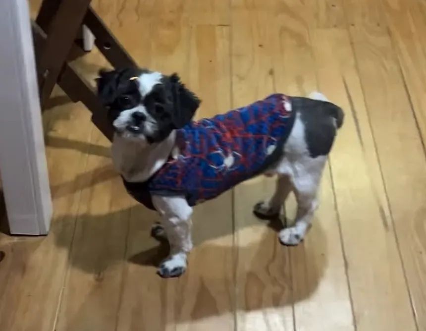 Cachorro Shih Tzu - Foto 2
