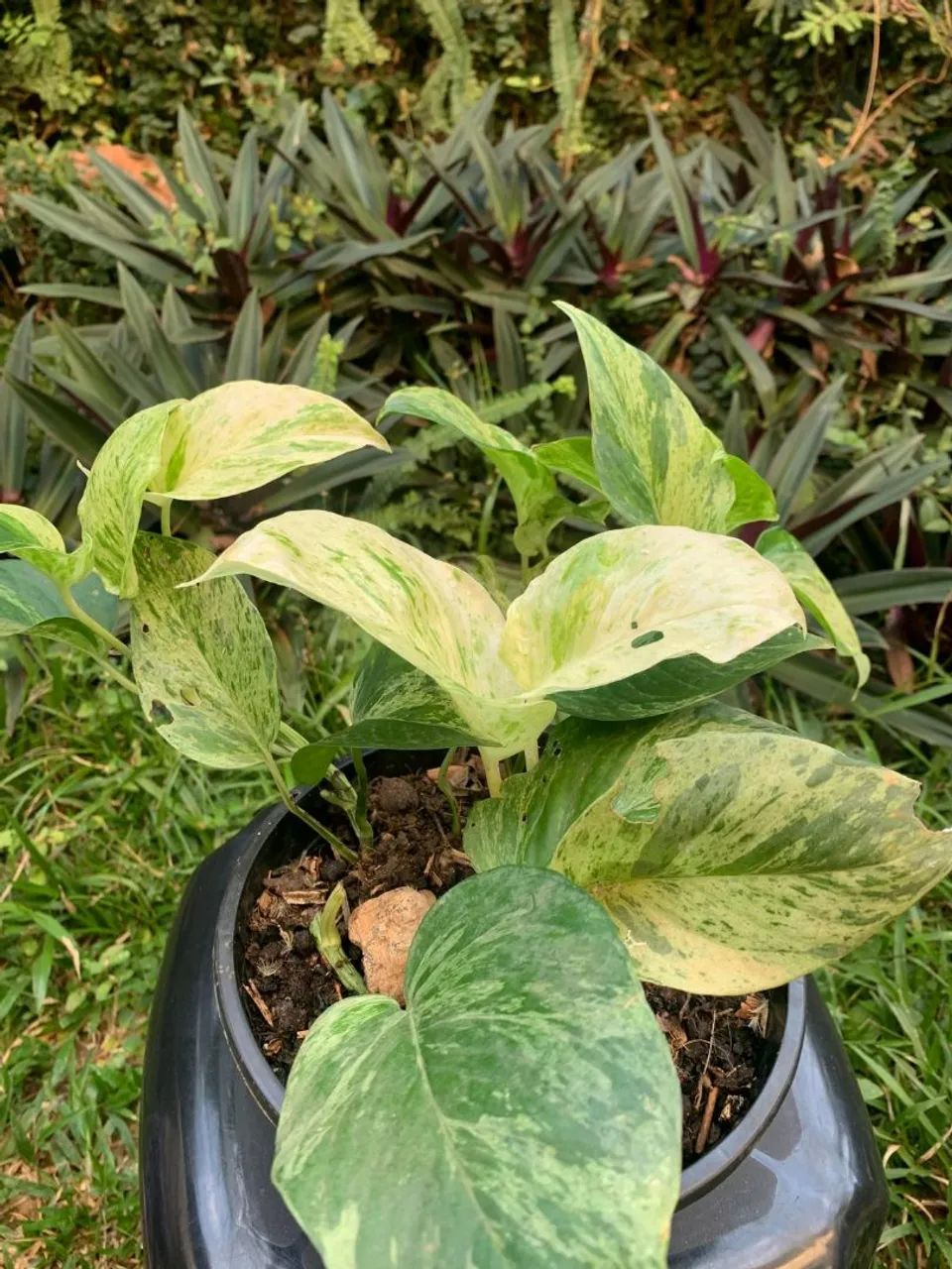 Planta