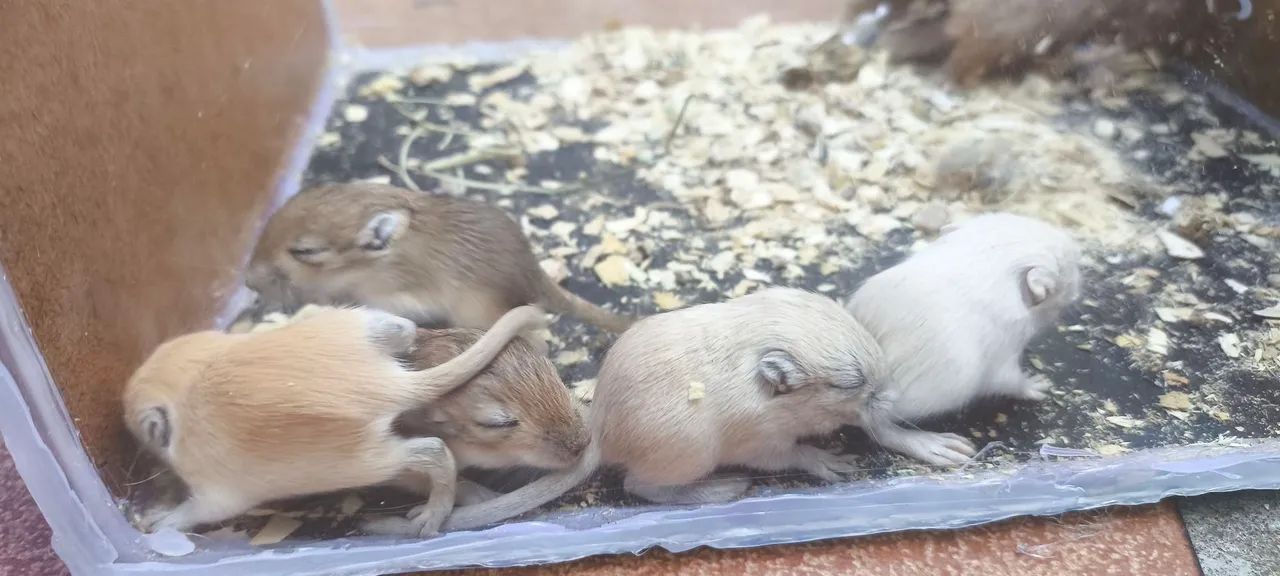 Esquilo da mangolia gerbil  - Foto 4